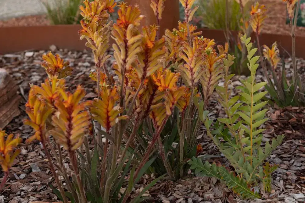 Australian-native-garden-design